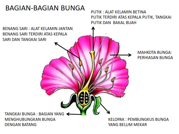 Alat Kelamin Betina Pada Tumbuhan